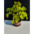 Żywe Drzewko Bonsai Lipa Drobnolistna Tilia Cordata 44cm 11-letnia 024