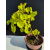 Żywe Drzewko Bonsai Lipa Drobnolistna Tilia Cordata 44cm 11-letnia 024