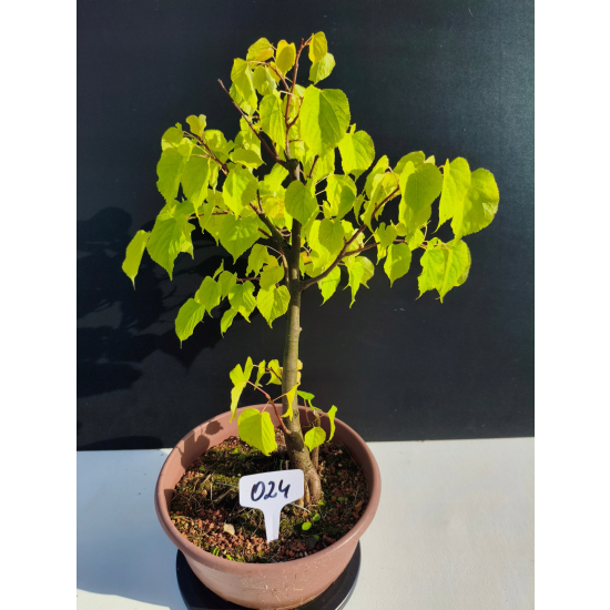 Żywe Drzewko Bonsai Lipa Drobnolistna Tilia Cordata 44cm 11-letnia 024