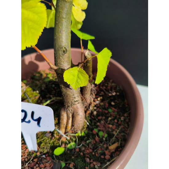 Żywe Drzewko Bonsai Lipa Drobnolistna Tilia Cordata 44cm 11-letnia 024