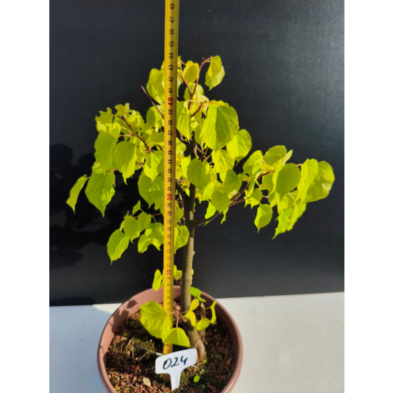 Żywe Drzewko Bonsai Lipa Drobnolistna Tilia Cordata 44cm 11-letnia 024