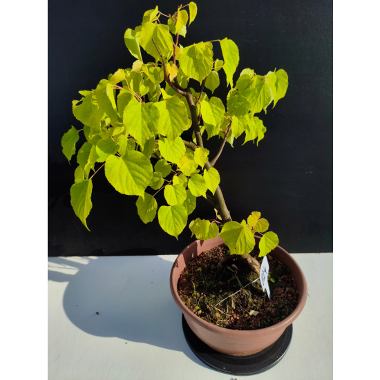 Żywe Drzewko Bonsai Lipa Drobnolistna Tilia Cordata 44cm 11-letnia 024