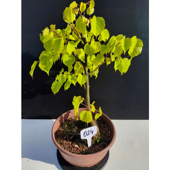 Żywe Drzewko Bonsai Lipa Drobnolistna Tilia Cordata 44cm 11-letnia 024