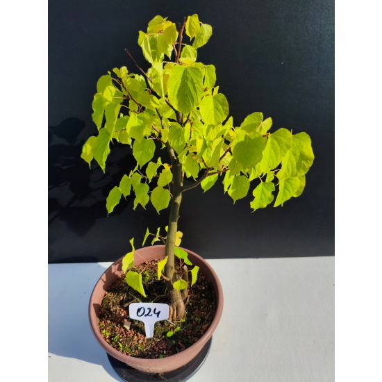 Żywe Drzewko Bonsai Lipa Drobnolistna Tilia Cordata 44cm 11-letnia 024