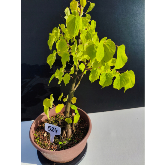 Żywe Drzewko Bonsai Lipa Drobnolistna Tilia Cordata 44cm 11-letnia 024