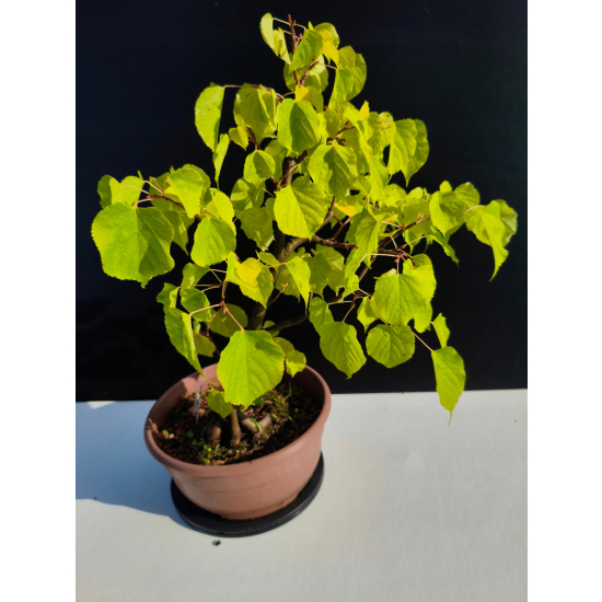 Żywe Drzewko Bonsai Lipa Drobnolistna Tilia Cordata 44cm 11-letnia 024