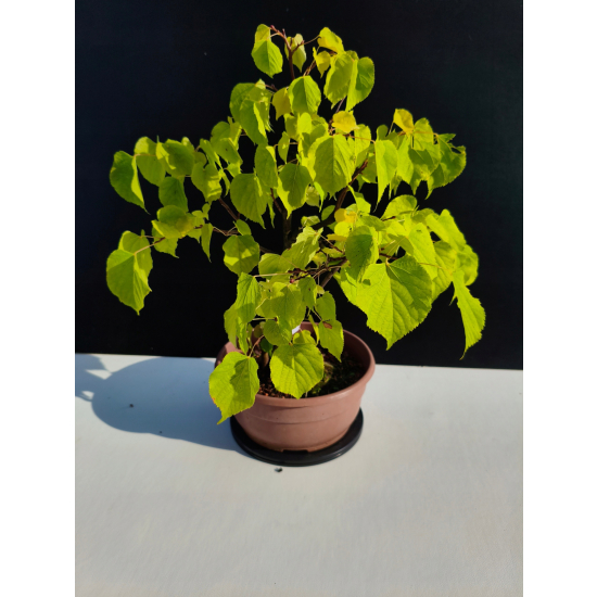 Żywe Drzewko Bonsai Lipa Drobnolistna Tilia Cordata 44cm 11-letnia 024