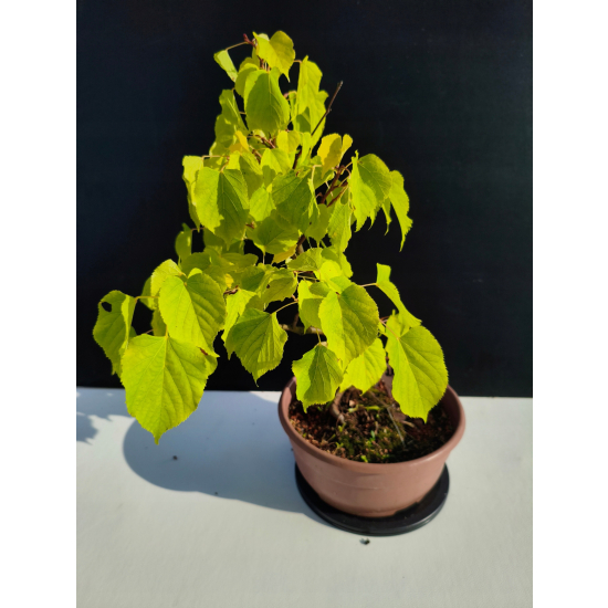 Żywe Drzewko Bonsai Lipa Drobnolistna Tilia Cordata 44cm 11-letnia 024