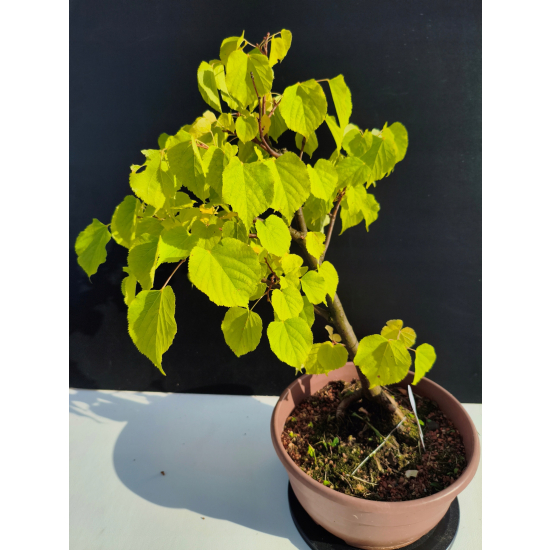 Żywe Drzewko Bonsai Lipa Drobnolistna Tilia Cordata 44cm 11-letnia 024
