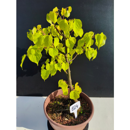 Żywe Drzewko Bonsai Lipa Drobnolistna Tilia Cordata 44cm 11-letnia 024