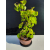 Żywe Drzewko Bonsai Lipa Drobnolistna Tilia Cordata 52cm 11-letnia 023