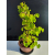 Żywe Drzewko Bonsai Lipa Drobnolistna Tilia Cordata 52cm 11-letnia 023