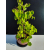 Żywe Drzewko Bonsai Lipa Drobnolistna Tilia Cordata 52cm 11-letnia 023