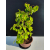 Żywe Drzewko Bonsai Lipa Drobnolistna Tilia Cordata 52cm 11-letnia 023