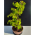 Żywe Drzewko Bonsai Lipa Drobnolistna Tilia Cordata 52cm 11-letnia 023