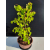 Żywe Drzewko Bonsai Lipa Drobnolistna Tilia Cordata 52cm 11-letnia 023