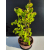 Żywe Drzewko Bonsai Lipa Drobnolistna Tilia Cordata 52cm 11-letnia 023