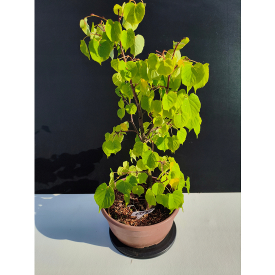 Żywe Drzewko Bonsai Lipa Drobnolistna Tilia Cordata 52cm 11-letnia 023