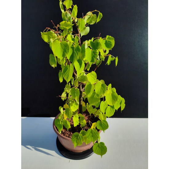 Żywe Drzewko Bonsai Lipa Drobnolistna Tilia Cordata 52cm 11-letnia 023