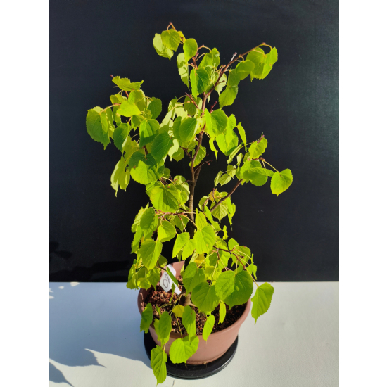 Żywe Drzewko Bonsai Lipa Drobnolistna Tilia Cordata 52cm 11-letnia 023