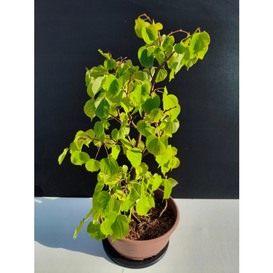 Żywe Drzewko Bonsai Lipa Drobnolistna Tilia Cordata 52cm 11-letnia 023