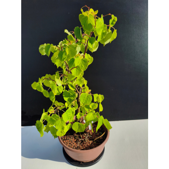 Żywe Drzewko Bonsai Lipa Drobnolistna Tilia Cordata 52cm 11-letnia 023