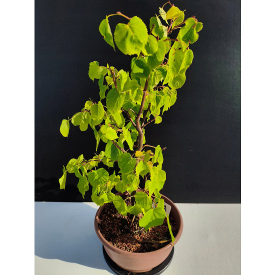 Żywe Drzewko Bonsai Lipa Drobnolistna Tilia Cordata 52cm 11-letnia 023