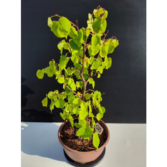 Żywe Drzewko Bonsai Lipa Drobnolistna Tilia Cordata 52cm 11-letnia 023