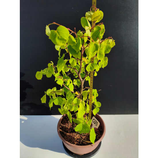 Żywe Drzewko Bonsai Lipa Drobnolistna Tilia Cordata 52cm 11-letnia 023