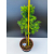 Żywe Drzewko Bonsai Modrzew Europejski Larix Decidua Prezent 11-letni 601
