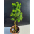 Żywe Drzewko Bonsai Modrzew Europejski Larix Decidua Prezent 11-letni 601