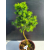 Żywe Drzewko Bonsai Modrzew Europejski Larix Decidua Prezent 11-letni 601