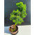 Żywe Drzewko Bonsai Modrzew Europejski Larix Decidua Prezent 11-letni 601