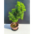 Żywe Drzewko Bonsai Modrzew Europejski Larix Decidua Prezent 11-letni 601