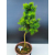 Żywe Drzewko Bonsai Modrzew Europejski Larix Decidua Prezent 11-letni 601