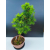 Żywe Drzewko Bonsai Modrzew Europejski Larix Decidua Prezent 11-letni 601