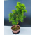Żywe Drzewko Bonsai Modrzew Europejski Larix Decidua Prezent 11-letni 601
