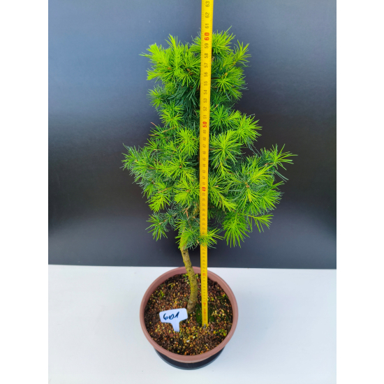 Żywe Drzewko Bonsai Modrzew Europejski Larix Decidua Prezent 11-letni 601