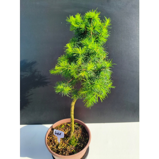 Żywe Drzewko Bonsai Modrzew Europejski Larix Decidua Prezent 11-letni 601