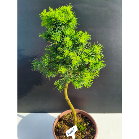 Żywe Drzewko Bonsai Modrzew Europejski Larix Decidua Prezent 11-letni 601