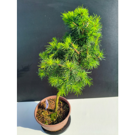 Żywe Drzewko Bonsai Modrzew Europejski Larix Decidua Prezent 11-letni 601