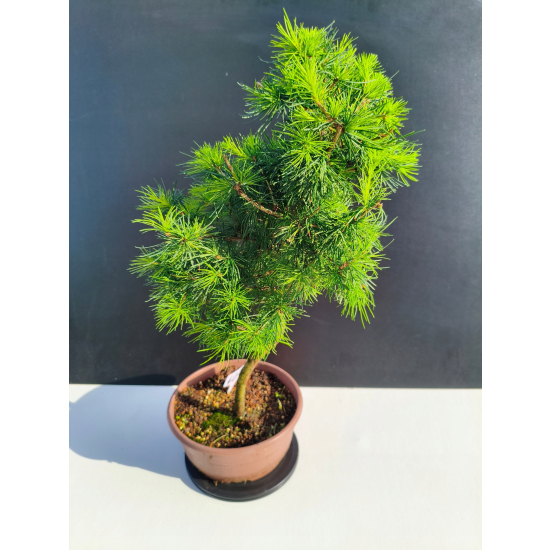 Żywe Drzewko Bonsai Modrzew Europejski Larix Decidua Prezent 11-letni 601