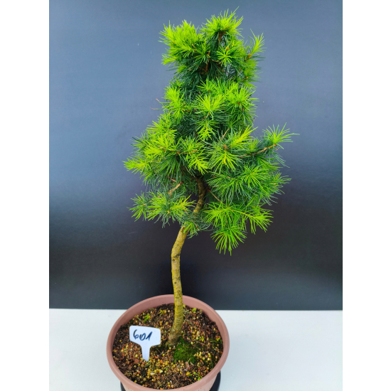 Żywe Drzewko Bonsai Modrzew Europejski Larix Decidua Prezent 11-letni 601