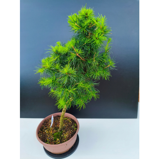 Żywe Drzewko Bonsai Modrzew Europejski Larix Decidua Prezent 11-letni 601