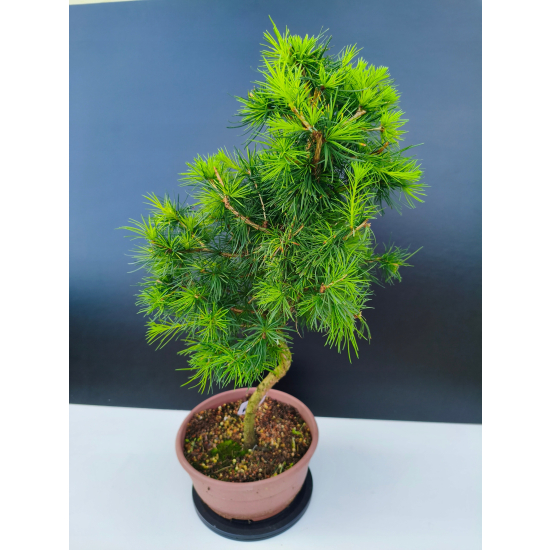 Żywe Drzewko Bonsai Modrzew Europejski Larix Decidua Prezent 11-letni 601