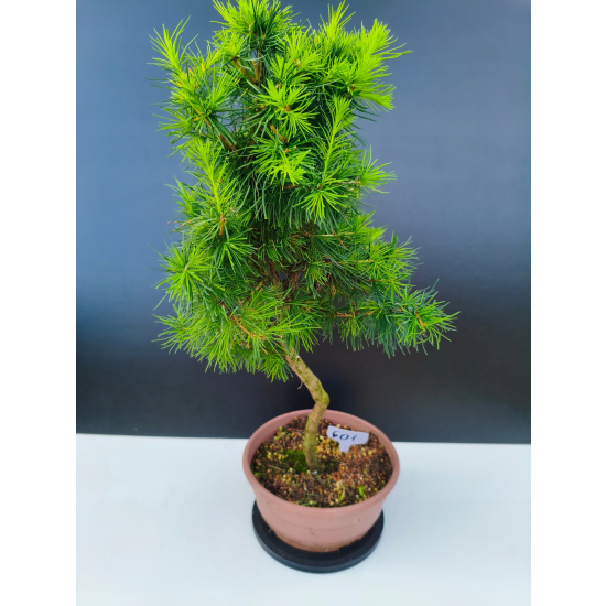 Żywe Drzewko Bonsai Modrzew Europejski Larix Decidua Prezent 11-letni 601