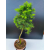 Żywe Drzewko Bonsai Modrzew Europejski Larix Decidua Prezent 11-letni 600