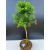 Żywe Drzewko Bonsai Modrzew Europejski Larix Decidua Prezent 11-letni 600