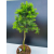 Żywe Drzewko Bonsai Modrzew Europejski Larix Decidua Prezent 11-letni 600