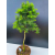 Żywe Drzewko Bonsai Modrzew Europejski Larix Decidua Prezent 11-letni 600